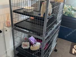 2 white ferrets and cage and pet carrier.1 albino boy 1 dark eyed girl