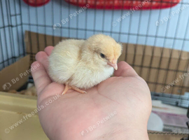 Pure buff Orpington chicks