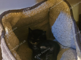 Tuxedo kittens