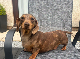 Miniature Smooth Female Adult Dachshund