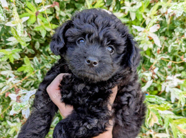 Gorgeous litter of F1 Pomapoo