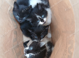 Kittens