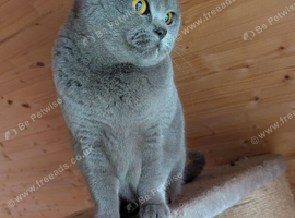 British shorthair