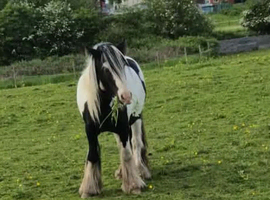 4 yrs old gelding 12.3