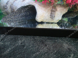 Stunning "Star-Dusted" 11inch Adult Female Axolotl - Dark Charcoal & Shimmering Gold