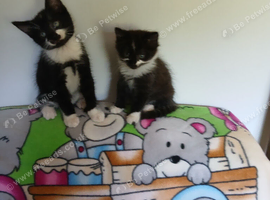 Pretty kittens