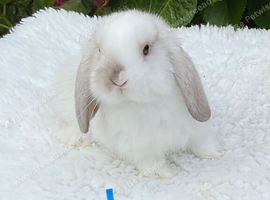 Pure bred mini lops