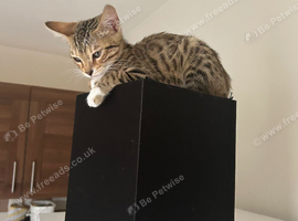 2 female sister bengal kittens looking for a loving home