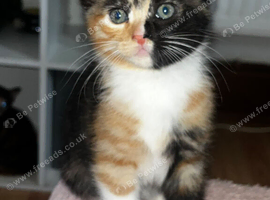 Mainecoon x