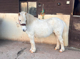 Companion or possible project pony