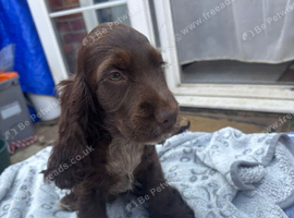 Show Cocker Spaniels looking for Homes last girl left