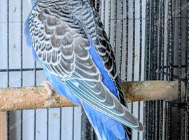 Multi colour single factor anthrecite budgies