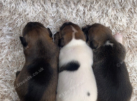 Jack Russell puppies