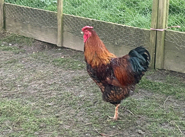 Gold laced Wyandotte cockerel