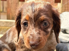 BEAUTIFUL  Quality Miniature Dachshund puppies