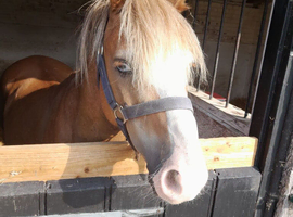 11.2hh Pony for Loan as Companion (Suffolk Area Only)