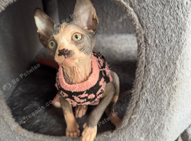Sweet Sphynx girl