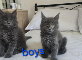 Maine coon kittens