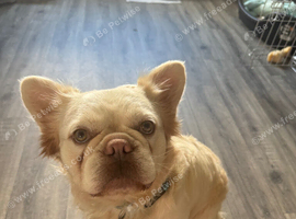 Fluffy Frenchie