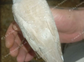 Diamond doves pair