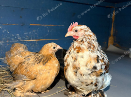 Pair of pekin bantams
