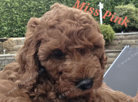 Red Cavapoo 9 wks ready to go