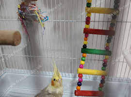 Happy cockatiel