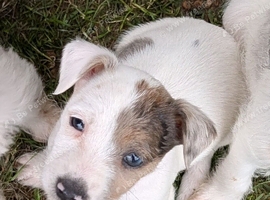 terrier
