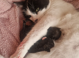 2 Beautiful Kittens