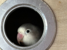 Love bird