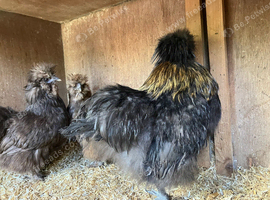 A trio of silkie chickens