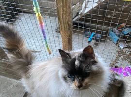 Tortie-point Ragdoll Queen