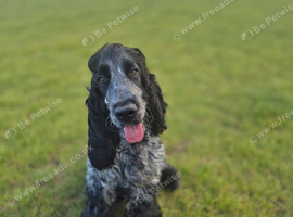 KC Registered cocker spaniel Stud