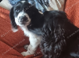 KC/DNA Healthy cocker spaniel pup