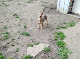 Adult female jack Russell