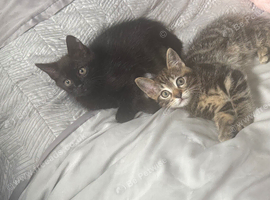 Ragdoll x kittens