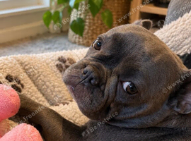 Beautiful lilac frenchie