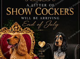 Show Cocker Puppies