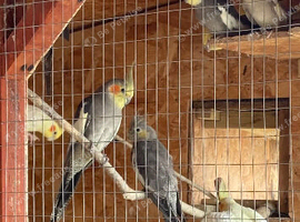 Cockatiels. This years 10-14 weeks