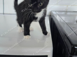Cute fluffy kittens Looking for new home
