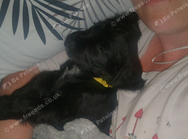 9 week old female working cocker spaniel