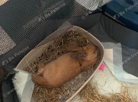 Pixie the Mini lop