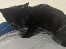 Kitten for sale needed gone today if possible