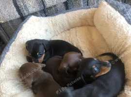 Upcoming litter of mini smooth haired dachshunds