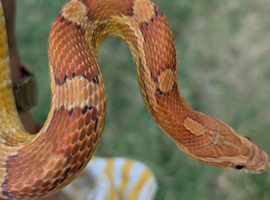Wild Type Corn Snake  - Rupert needs a new home
