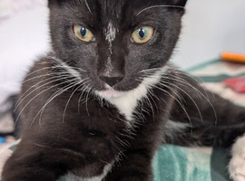 Kittens still looking for their new home***