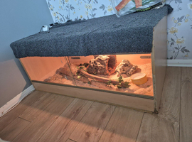 Corn snake and vivarium for sale