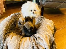 Beautiful kc Pomeranian puppies