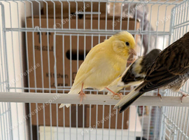 2 males and 2 young canaries 2026