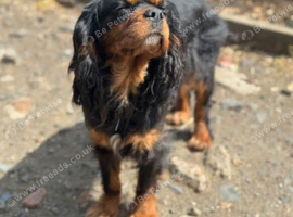 3yo cavalier King Charles girl